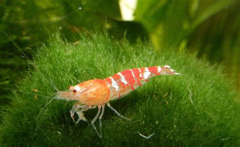 Quelles Crevettes Lever En Aquarium Conseils Et Bonnes Pratiques D