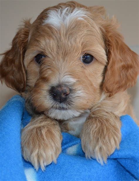 We did not find results for: Labradoodle Puppies Price Australia News | Pets News and Review