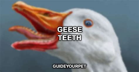 Do Geese Have Teeth Pictures And Facts