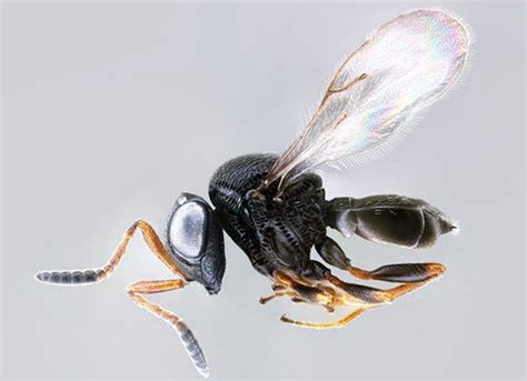 Scientists To Release Hordes Of Samurai Wasps To Combat Stink Bugs In
