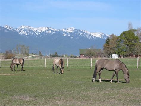 Photographs Of Ranch M Horse Boarding In Kalispell Montana