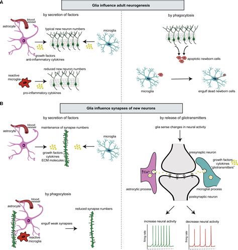 Adult Neurogenesis Glia And The Extracellular Matrix Cell Stem Cell