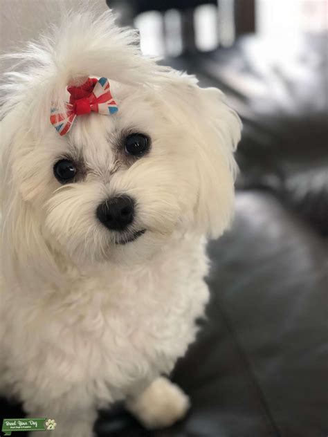White Maltese Stud Dog In Northampton The United States Breed Your Dog