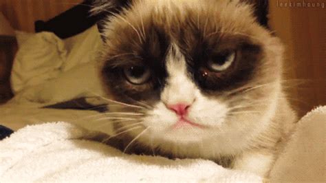 The 25 Funniest Grumpy Cat S Complex