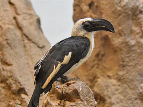 Tockus deckeni / Von der Decken's hornbill in Prospect Park Wildlife Center
