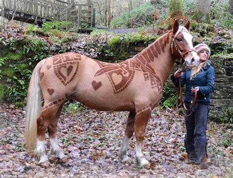 How to help your horse live longer. Horse clipper becomes sensation after trimming a series of ...