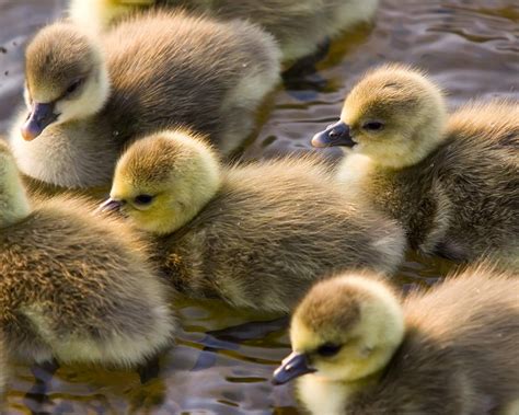 Well, it might be the fact that they are usually perfectly round and extra fluffy and humans associate these traits with the animals being friendly and harmless. nature, Animals, Birds, Duck, Baby Animals Wallpapers HD / Desktop and Mobile Backgrounds