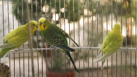 Australian Parakeets Cage Hd Three Seen Stock Footage Video 100