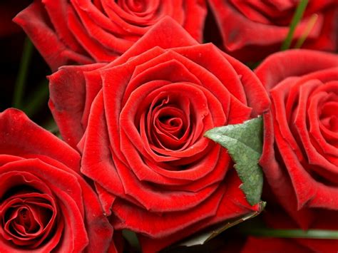 Free Download Red Rose Wallpapers Red Flowers Hd Pictures One Hd