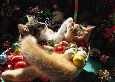 Venus And Di Milo ~ Serenity ~ Christmas Kittens By Chantalc Redbubble