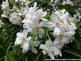 Pictures of Fragrant Flowering Bushes