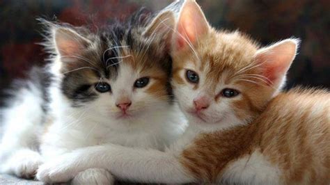 Two Cute White Brown Black Cat Kittens Hd Kitten Wallpapers Hd
