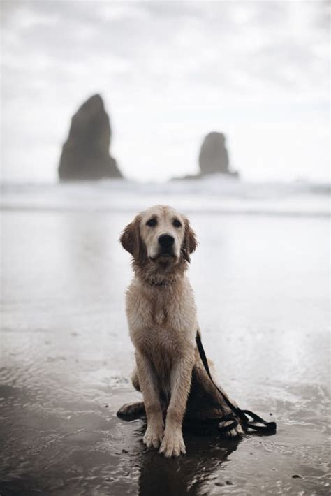 Golden retrievers have made plenty of famous appearances, including starring in disney's air bud and as comet in full house. Golden retrievers, Beaches and Oregon on Pinterest
