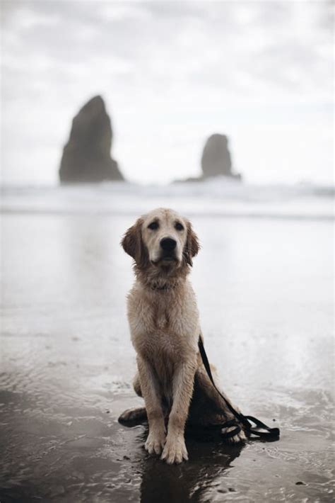 Golden retriever puppies are famously friendly and docile. Golden retrievers, Beaches and Oregon on Pinterest