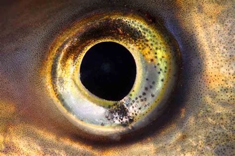 Pin By Vicki Stephens On Especies Animales Animals Eye Close Up