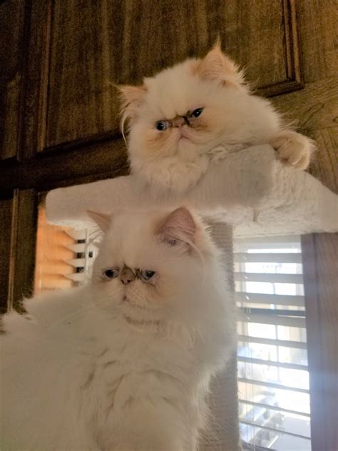 Their most defining characteristics are their blue eyes and their long, silky coats. Himalayan Cats For Sale | Plano, TX #298685 | Petzlover
