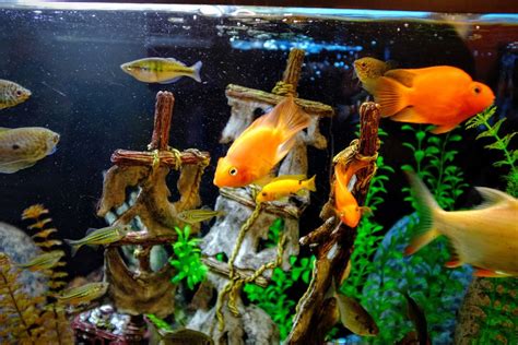 How To Manage Nitrates In Your Aquarium