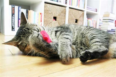 The craziest bedwars clutch against hacker. Munchiecat Catnip Sushi Review: Adorable Cat Toys