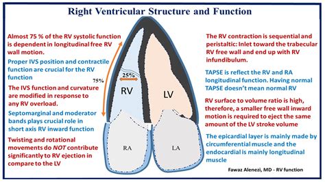 Right Ventricular Structure And Function The Early Career Voice