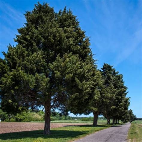 10 Types Of Cedar Trees For Landscaping AMERICAN GARDENER