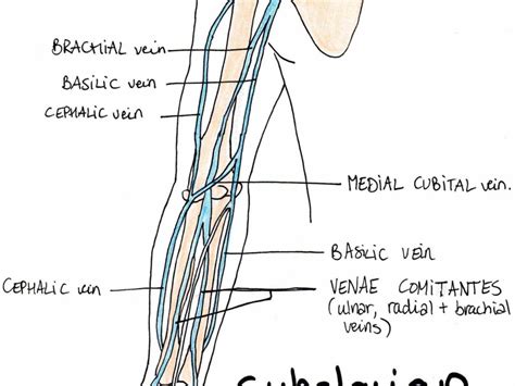 In This Article We Shall Look At Anatomy Of Upper Limb Veins Upper