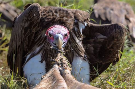 Vultures Eating Carcass Stock Images Download 177 Royalty Free Photos