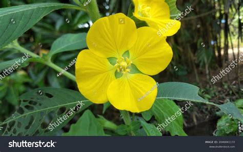 31034 Flowers With Four Petals Images Stock Photos And Vectors