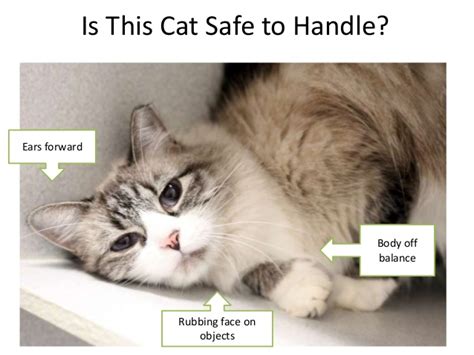 Safe Animal Handling Part 4