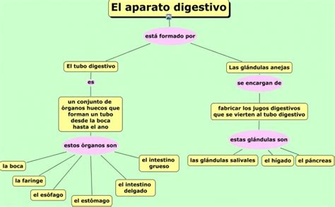 Cuadros Sin Pticos Sobre El Aparato Digestivo Cuadro Comparativo