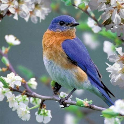 Spring Can Not Be Too Far Away When Our Northeastern Blue Birds Come