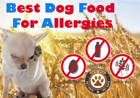 Allergies and sensitivities can trigger an immune response, resulting in itchy skin. Best Dog Food For Allergies: The Guide To Finding The Non ...