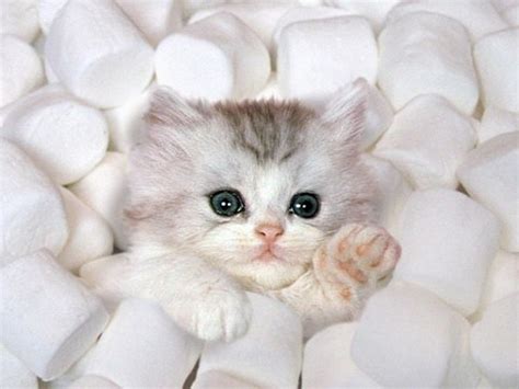 Marshmellow Kitten Teh Cute Cute Puppies Cute Kittens And Other