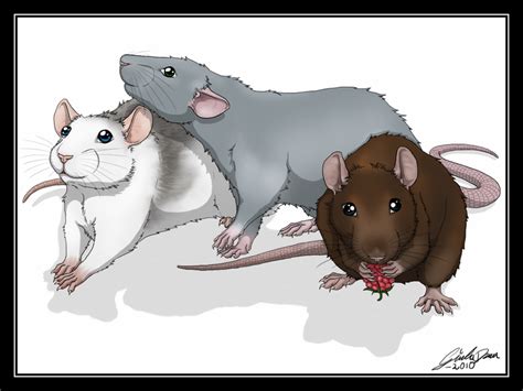 Cute Rats By Swegizmo On Deviantart