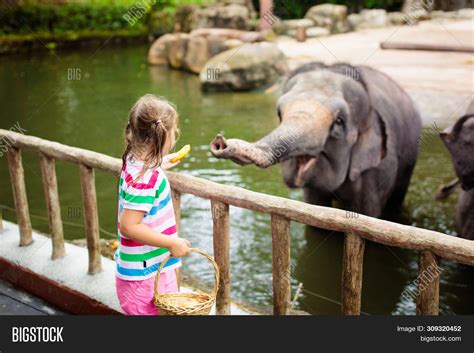 Kids Feed Elephant Zoo Image And Photo Free Trial Bigstock