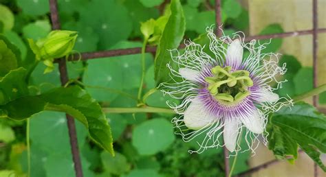 How To Prune Passionfruit ⋆ Edible Backyard