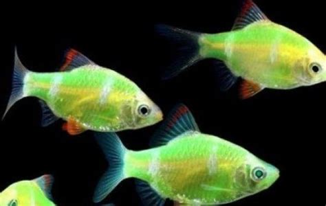 Electric Green Barbs Glofish Glofish Puntius Tetrazona Tank Facts