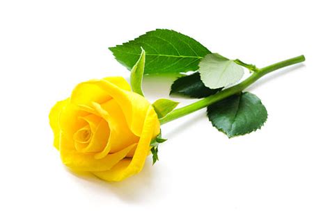 Royalty Free Yellow Rose Pictures Images And Stock Photos Istock