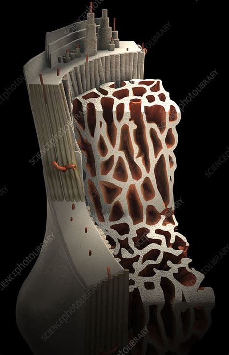 Bone Internal Structure Stock Image F0022160 Science Photo Library