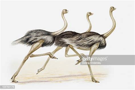 Ostrich Running Stock Fotos Und Bilder Getty Images