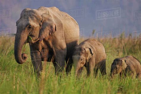 Indian Asian Elephant Mother And Calves Corbett National Park India