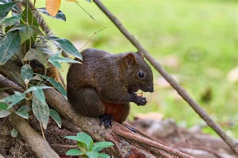 Hd Wallpaper Gray Squirrel On Tree Root Outdoors Animal Wildlife