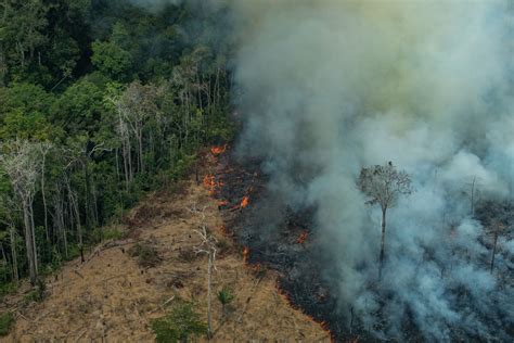 Zunächst kakao, zunehmend auch kaffee. Dit moet je weten over de Amazonebranden - Greenpeace ...