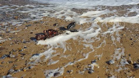 Corpo De Sereia Encontrado Em Praia Na Inglaterra Intriga Internautas Fotos
