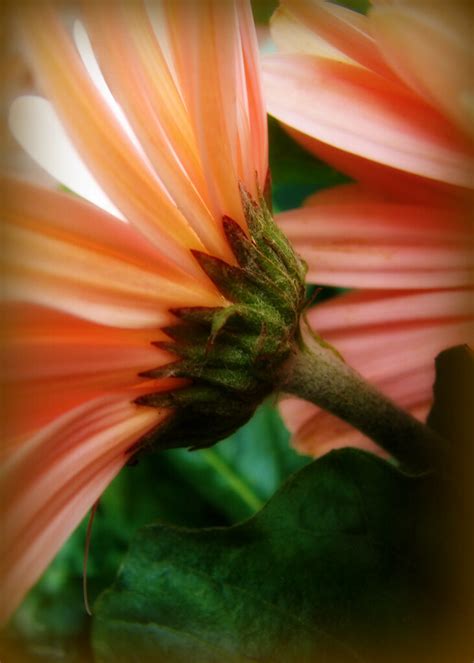 Peach Daisy Bama4 Flickr