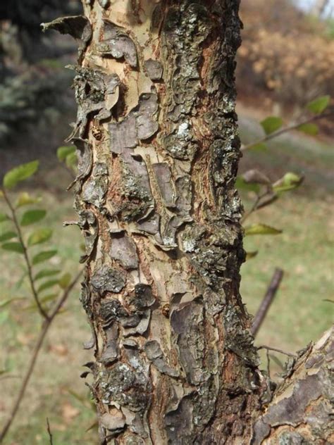 Ulmus Parvifolia Cork Bark Cork Bark Chinese Elm Cork Bark