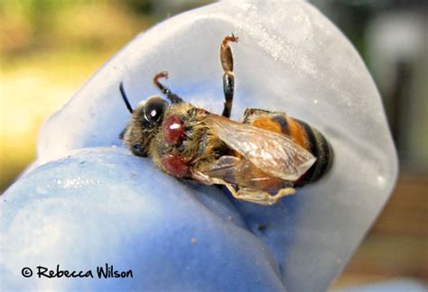 Varroa Mites Feeding On A Sick Bee Honey Bee Suite