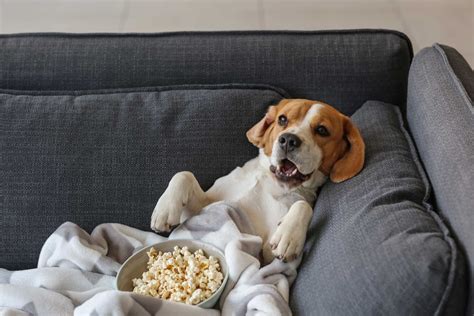 But are the really good for them, or should they be given in limited servings? Can Dogs Eat Popcorn? Plain, Salted, or Flavored? - Dogable