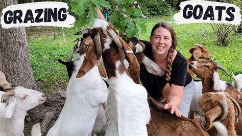 Naughty Goats Escape Rotationally Grazing Goats In The Woods Youtube