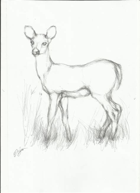 How 2 Draw Animals Deer Fawn Is A Young Beer Usually Of Less Than A