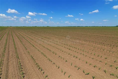 Green Field With Young Corn Rows Green Corn Field Stock Image Image